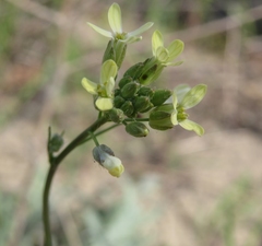 Camelina