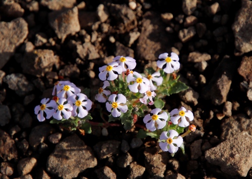 Image of Zaluzianskya crocea by (c) Tony Rebelo, some rights reserved (CC BY-SA)