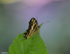 Oxeoschistus tauropolis tauropolis