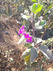 Melochia tomentosa
