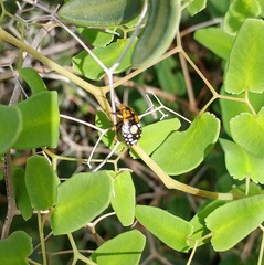 Chinavia marginata