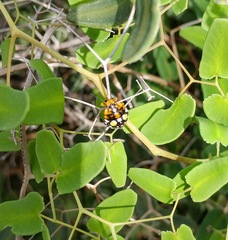 Chinavia marginata