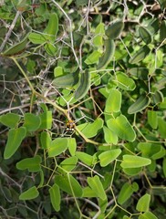 Chinavia marginata