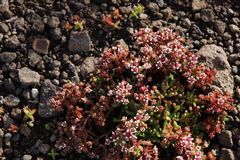 Crassula peploides