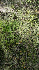 Chinavia marginata