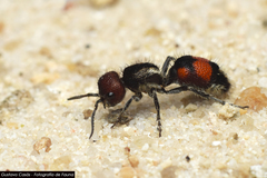 Cephalomutilla haematodes