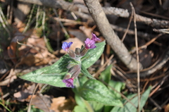 Pulmonaria longifolia
