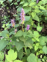 Agastache