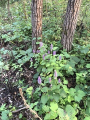 Agastache
