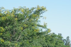 Vachellia karroo