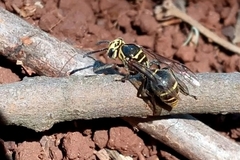 Protonectarina sylveirae