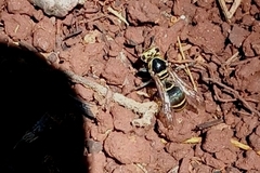 Protonectarina sylveirae