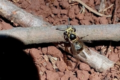 Protonectarina sylveirae