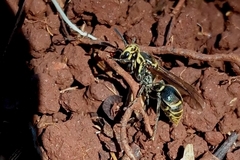 Protonectarina sylveirae