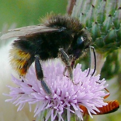 Bombus ruderarius
