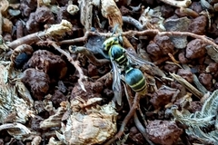 Protonectarina sylveirae