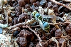 Protonectarina sylveirae