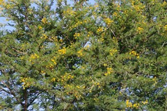 Vachellia karroo
