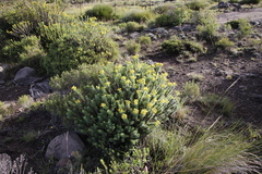 Euryops tysonii