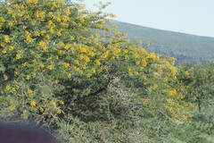 Vachellia karroo
