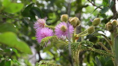 Mimosa claussenii