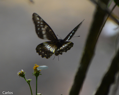 Catasticta flisa flisa