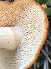 Hydnum rufescens