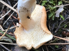 Hydnum rufescens