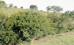 Vachellia karroo