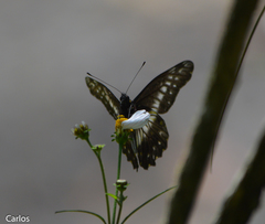 Catasticta flisa flisa