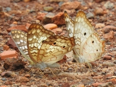 Anartia jatrophae