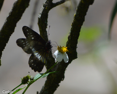 Catasticta flisa flisa