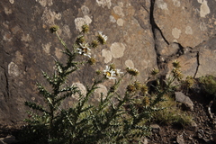 Berkheya cirsiifolia