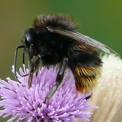 Bombus ruderarius