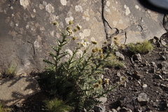 Berkheya cirsiifolia