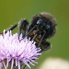 Bombus ruderarius