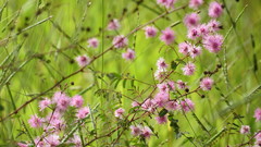 Mimosa serpensetosa