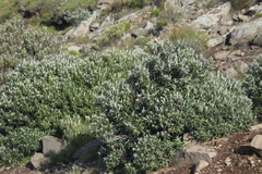 Buddleja loricata