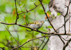 Phylloscopus tenellipes