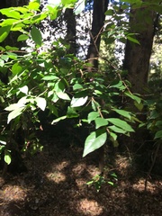 Rhamnus diffusa