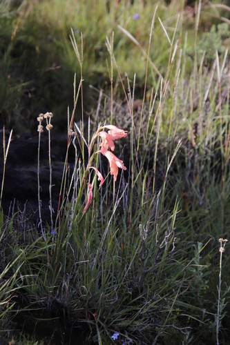Image of Gladiolus oppositiflorus by (c) Tony Rebelo, some rights reserved (CC BY-SA)