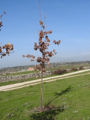 Quercus × andegavensis