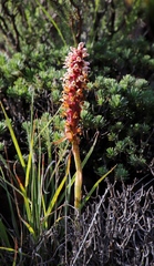 Satyrium cristatum cristatum