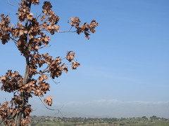 Quercus × andegavensis