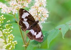 Limenitis sydyi