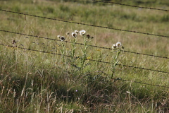 Berkheya cirsiifolia