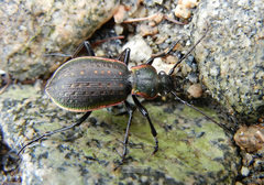 Carabus aurocinctus