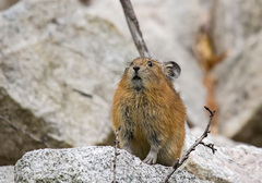 Northern Pika photo 4