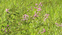 Mimosa serpensetosa