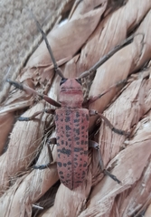 Cochliopalpus suturalis